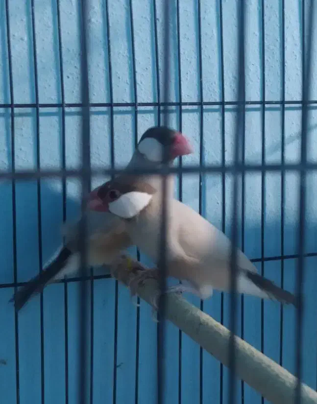 فنچ نرگسی|پرنده|جهرم, |دیوار