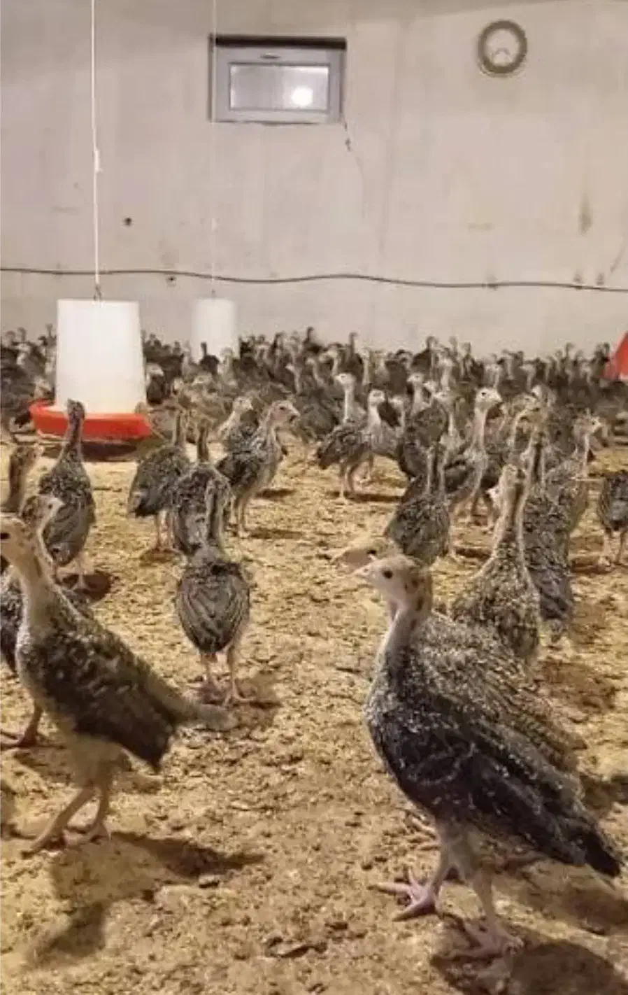 جوجه بوقلمون یک روزه تا یکماهه|حیوانات مزرعه|ماسال, |دیوار