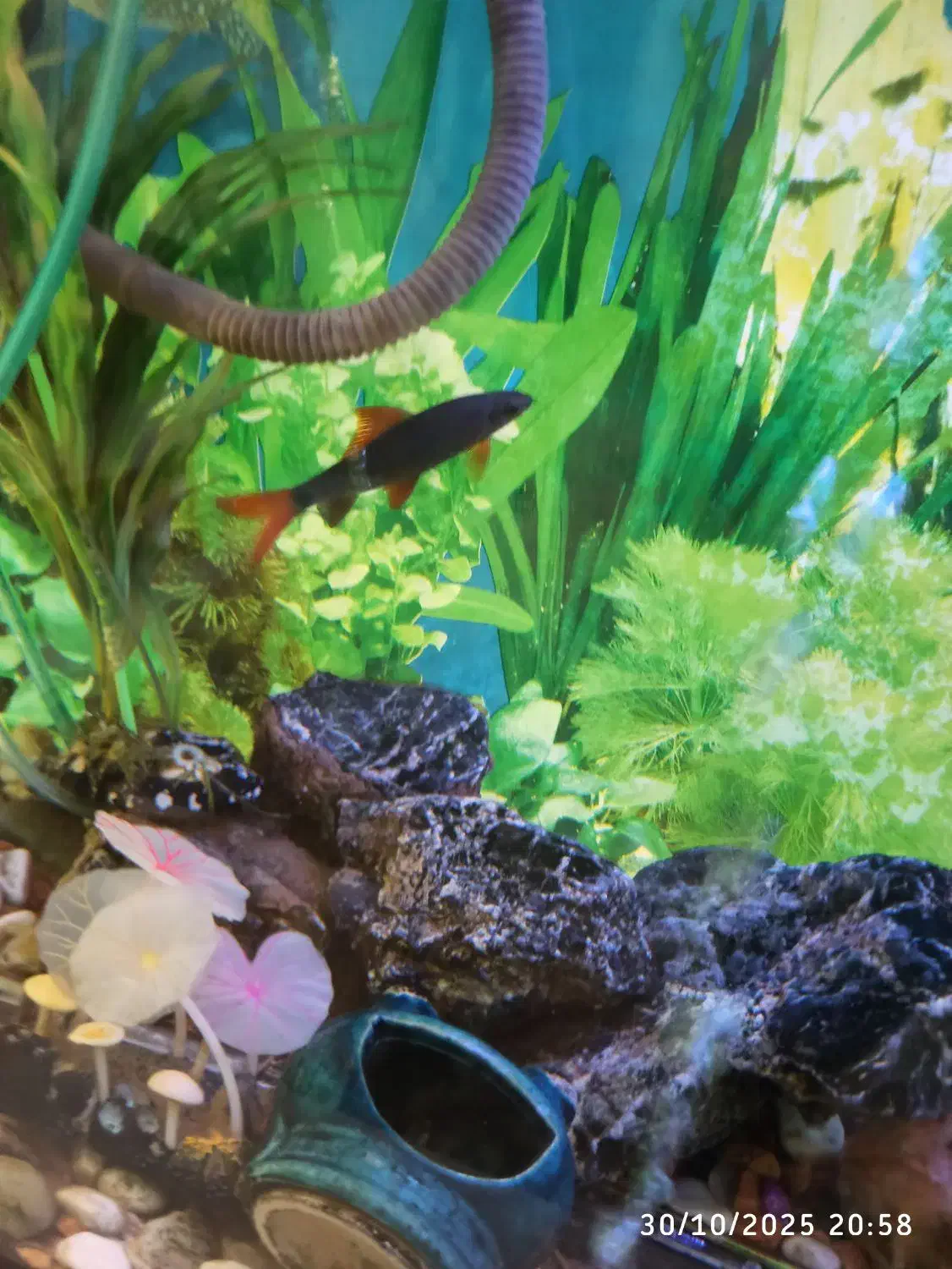 اکواریوم شرکتی ۱متری|ماهی|اسکو, |دیوار