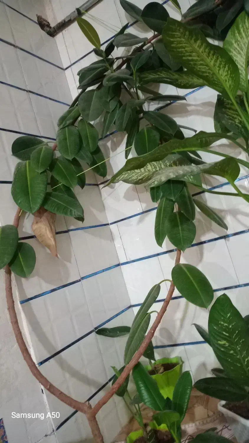 گل های زیبا|گل و گیاه طبیعی|یاسوج, |دیوار