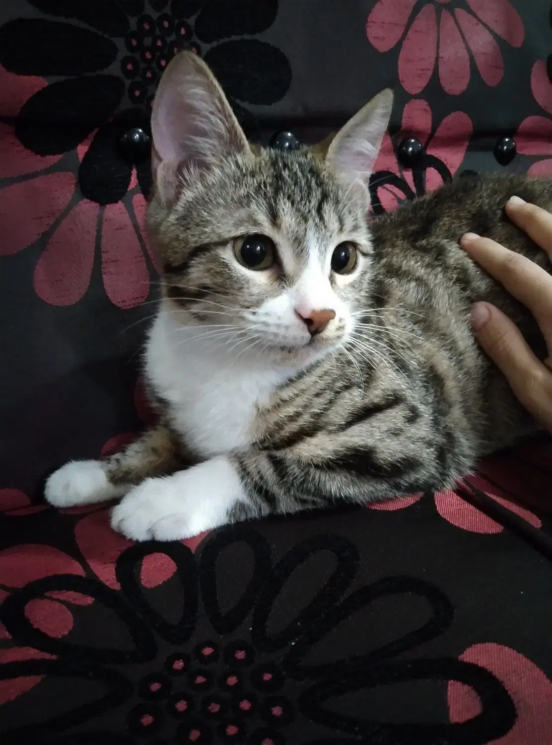 گربه واگذاری|گربه|دورود, |دیوار