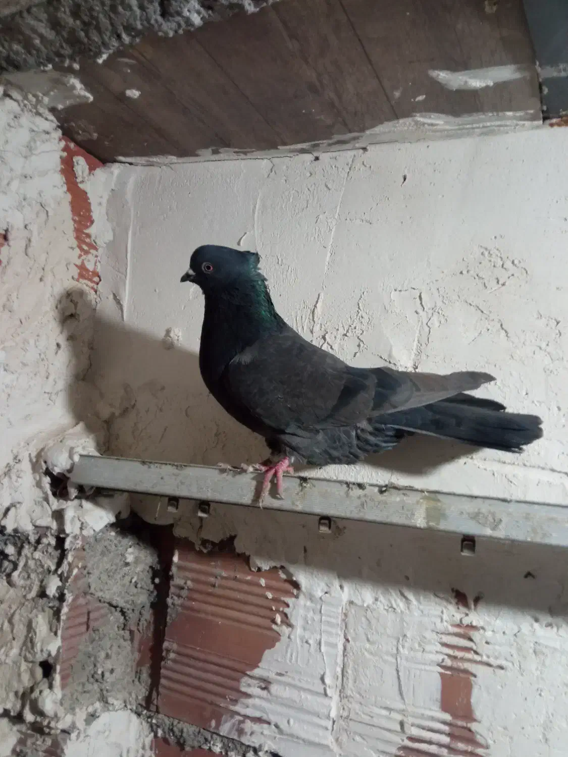 کبوتر نر|پرنده|اردبیل, |دیوار