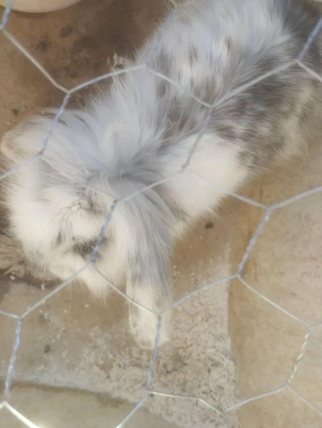 خرگوش خونگی|موش و خرگوش|مرودشت, کناره|دیوار