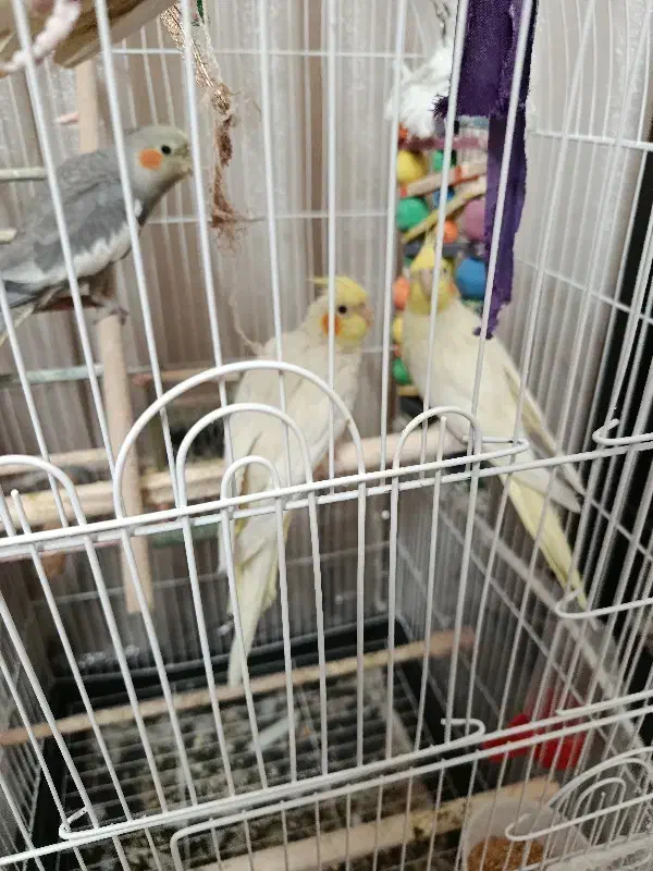 4تا عروس هلندی|پرنده|مشهد, صداقیه|دیوار