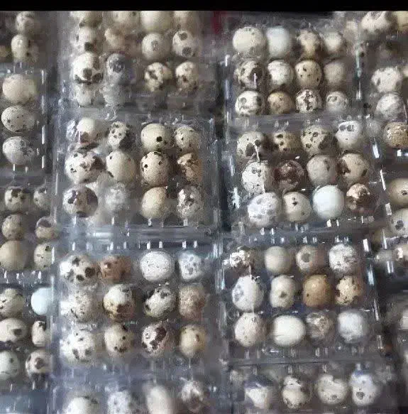 تخم نطفه دار و خوراکی بلدرچین باسایز و کیفیت بالا|خوردنی و آشامیدنی|کاشان, بازار کاشان|دیوار