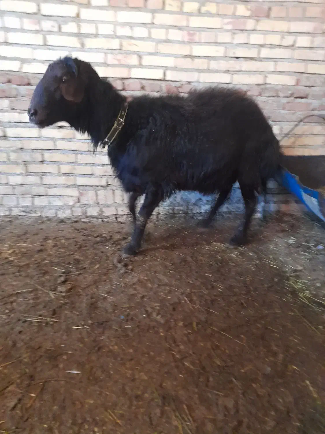 قوچ  شیشک|حیوانات مزرعه|سلماس, |دیوار