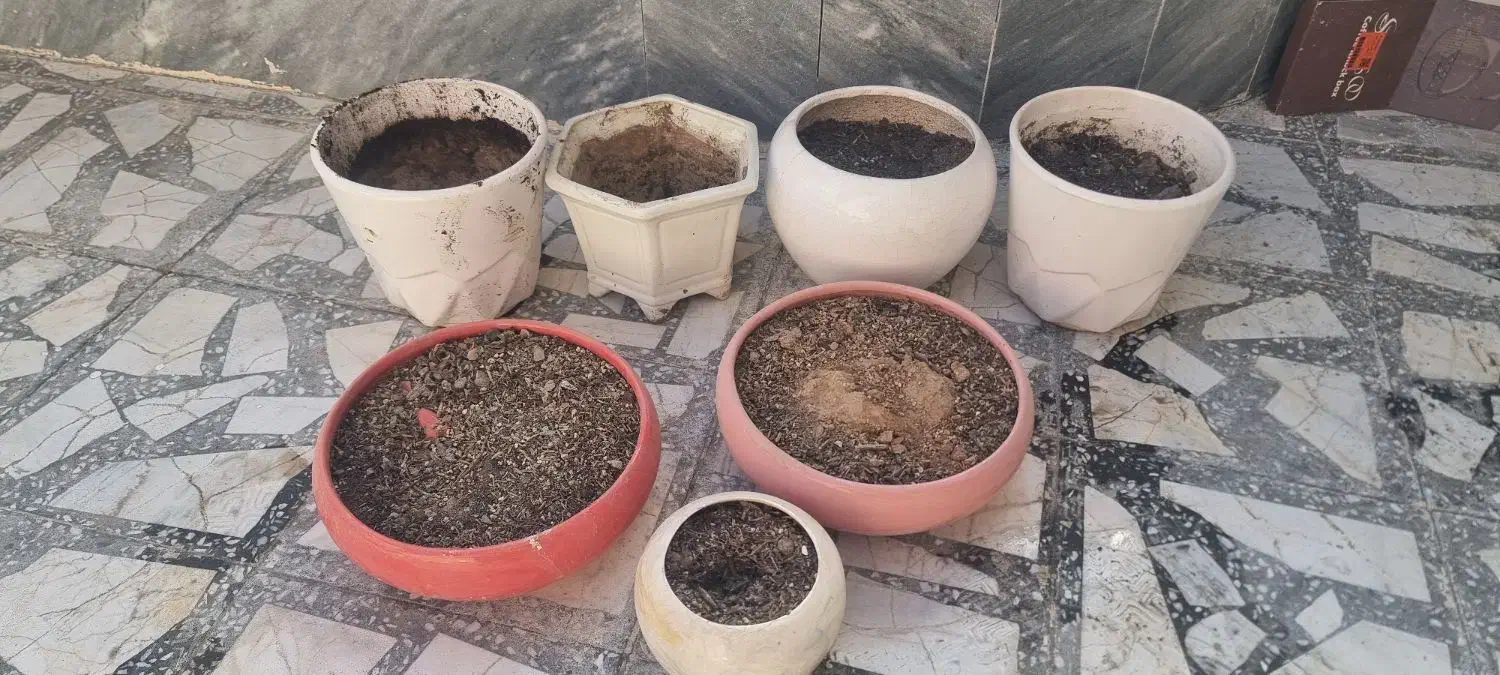 گلدان|گل و گیاه طبیعی|زاهدان, |دیوار