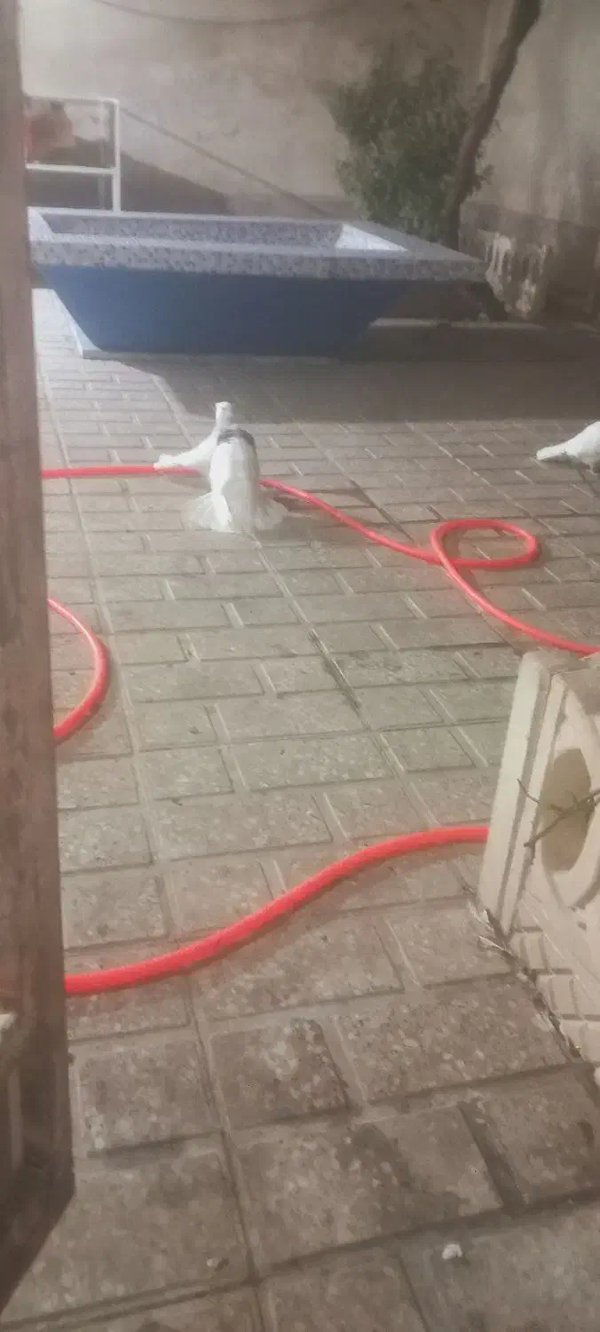 کبوتر طوقی|پرنده|محمدشهر, همایون ویلا|دیوار