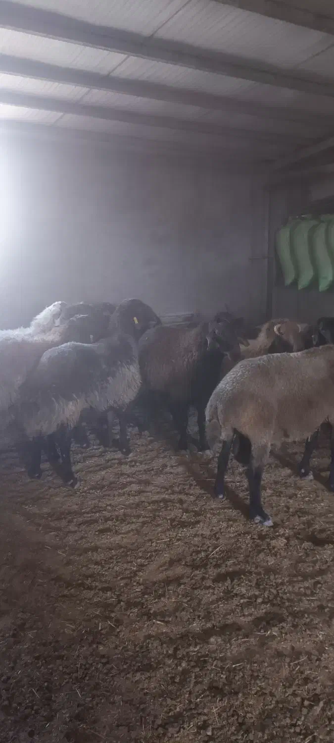 فروش قوچ نژاددار هترو|حیوانات مزرعه|مهدی شهر, |دیوار