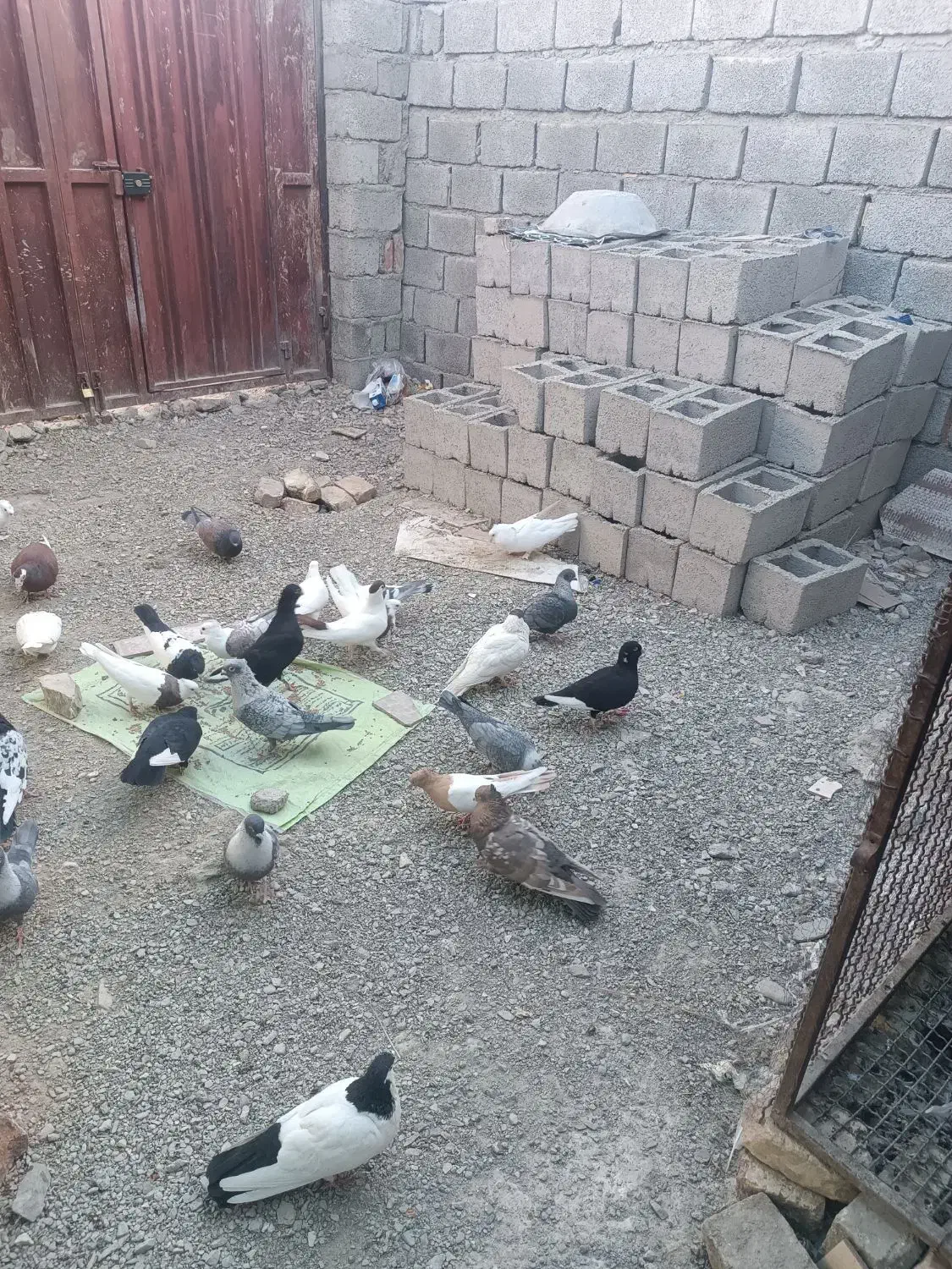 فروش کبوتر|پرنده|سراوان, |دیوار