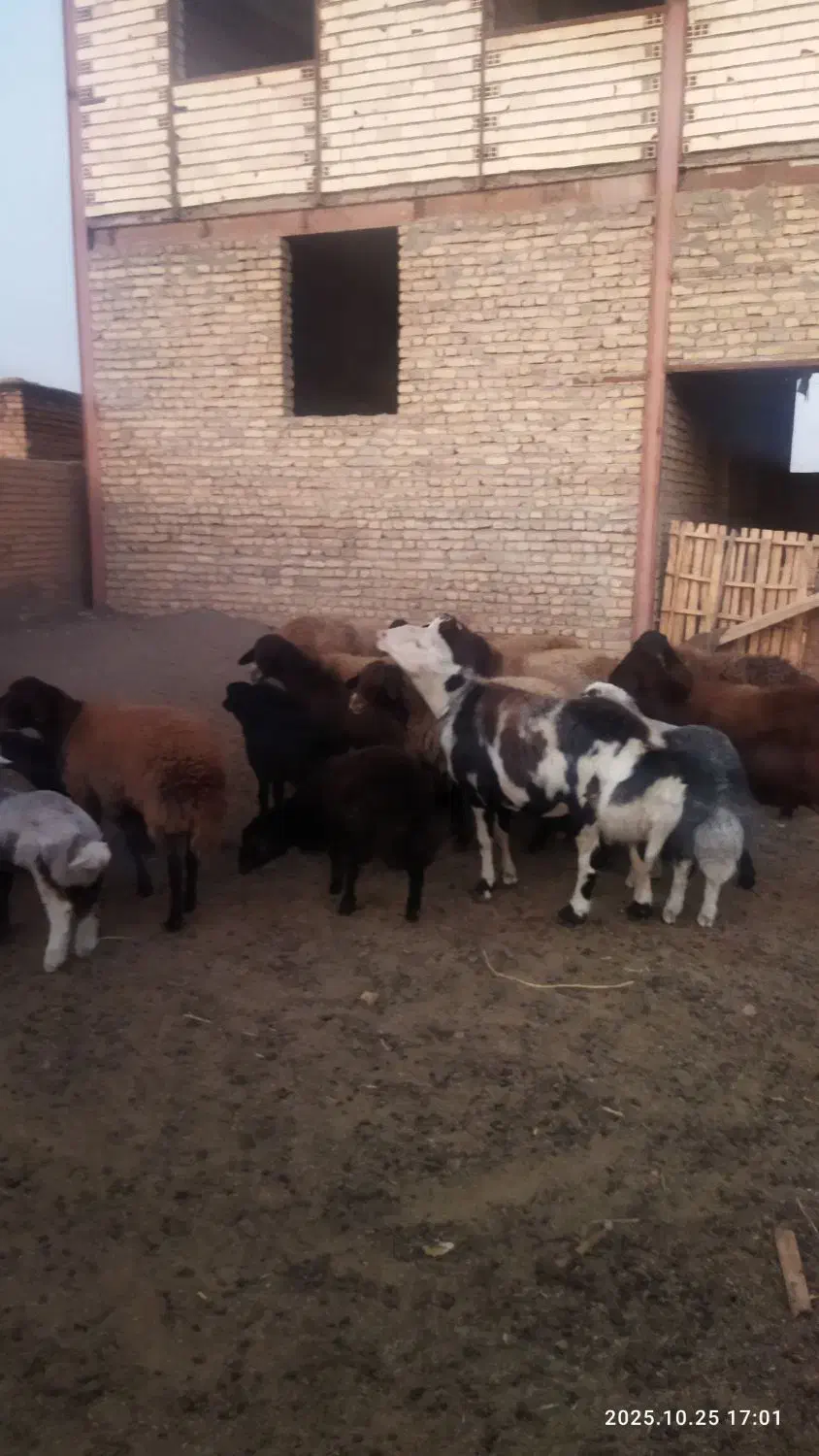 میش بره دار|حیوانات مزرعه|جلگه رخ, |دیوار