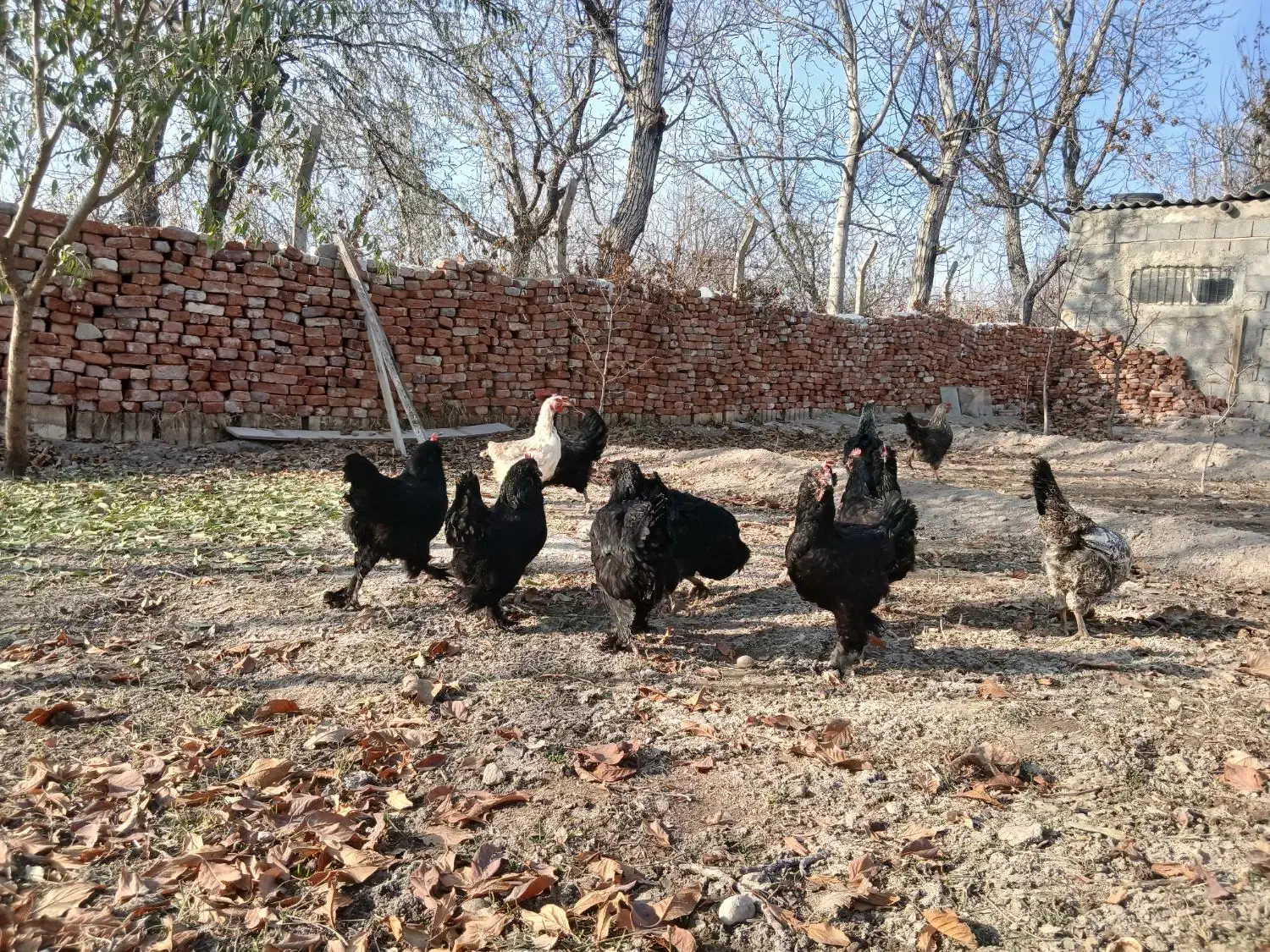 مرغ مرندی|حیوانات مزرعه|آذرشهر, |دیوار