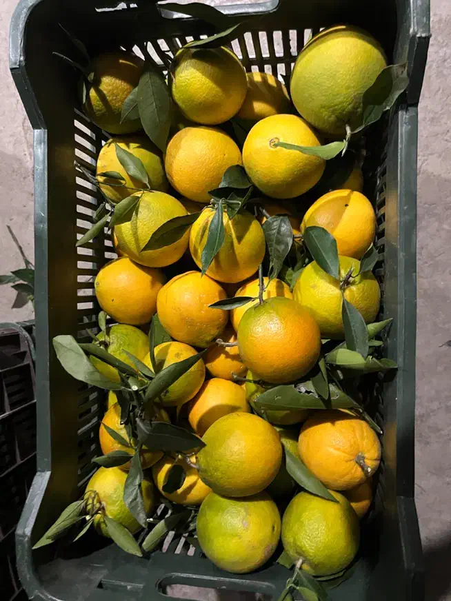 تامسون (انواع مرکبات)|حراج|قائمشهر, |دیوار