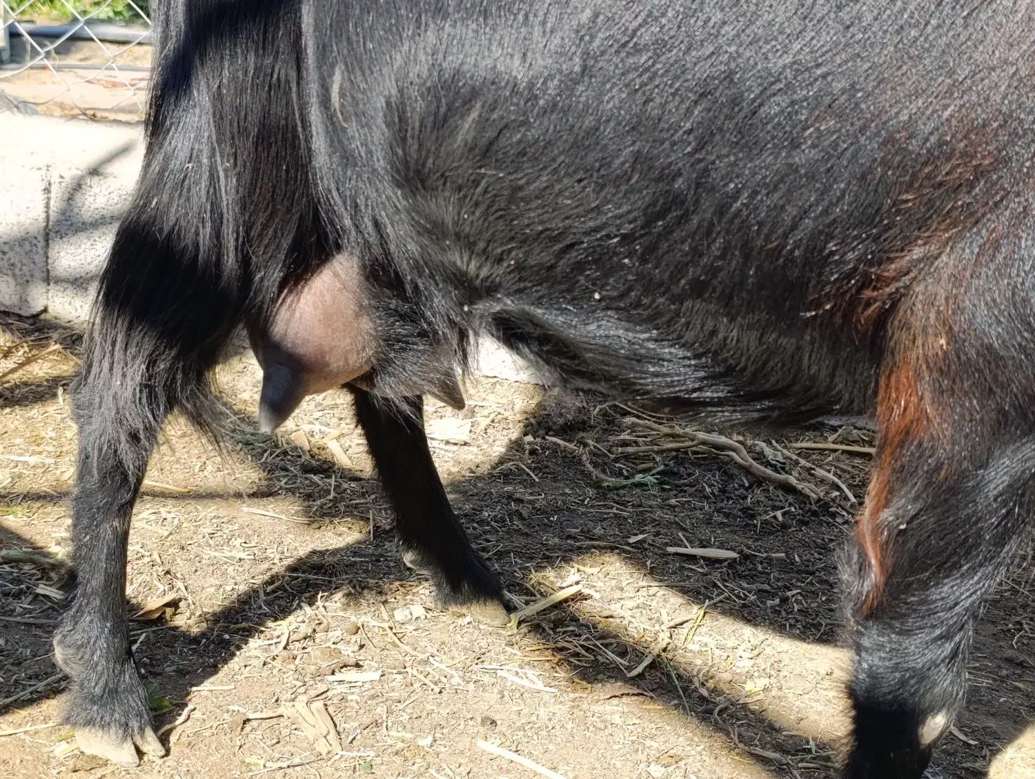 بز پرشیر و بزغاله چاق|حیوانات مزرعه|آذرشهر, |دیوار