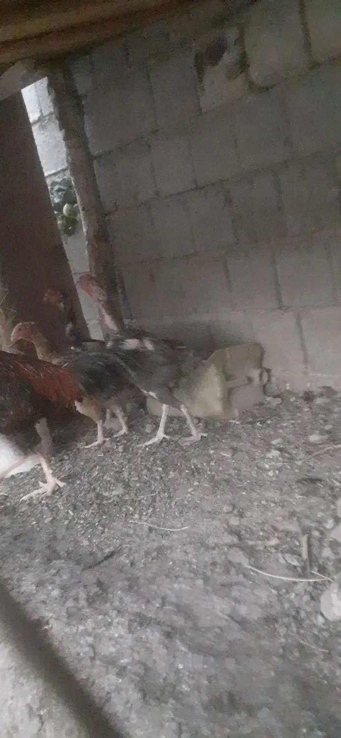 مرغ تخم گذار فقط ۳۰۰ حراج|حیوانات مزرعه|نوشین شهر, |دیوار