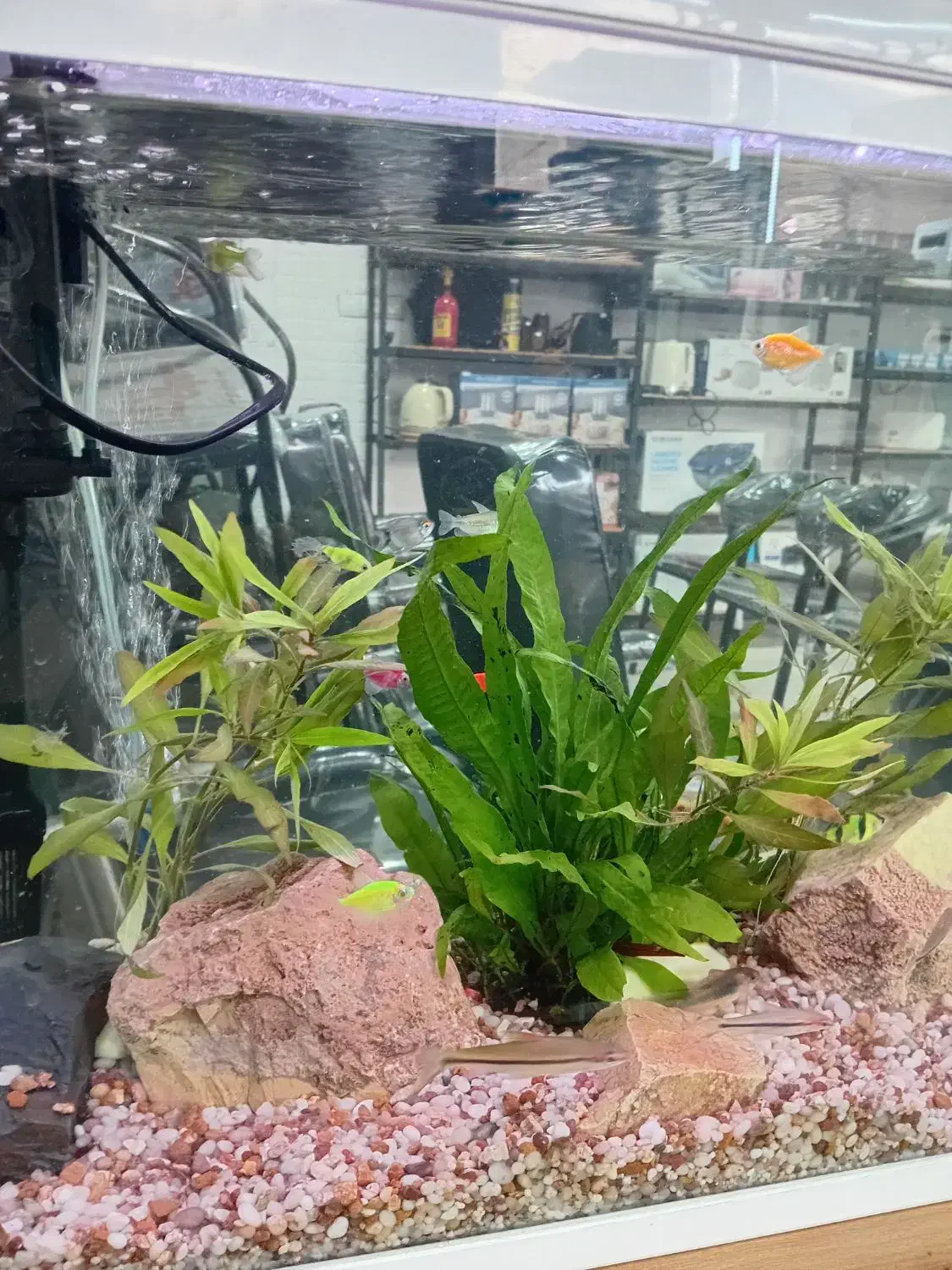 یک عدد آکواریوم شرکتی|ماهی|بندر ماهشهر, |دیوار