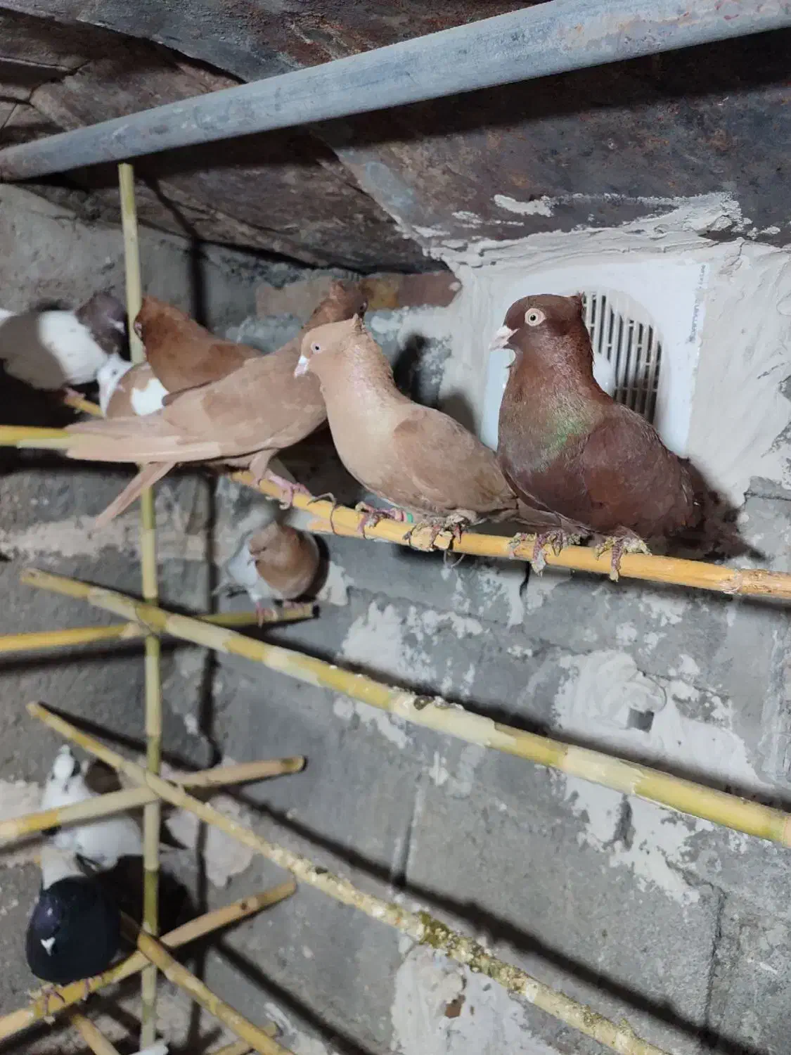 زرد|پرنده|ایلام, |دیوار