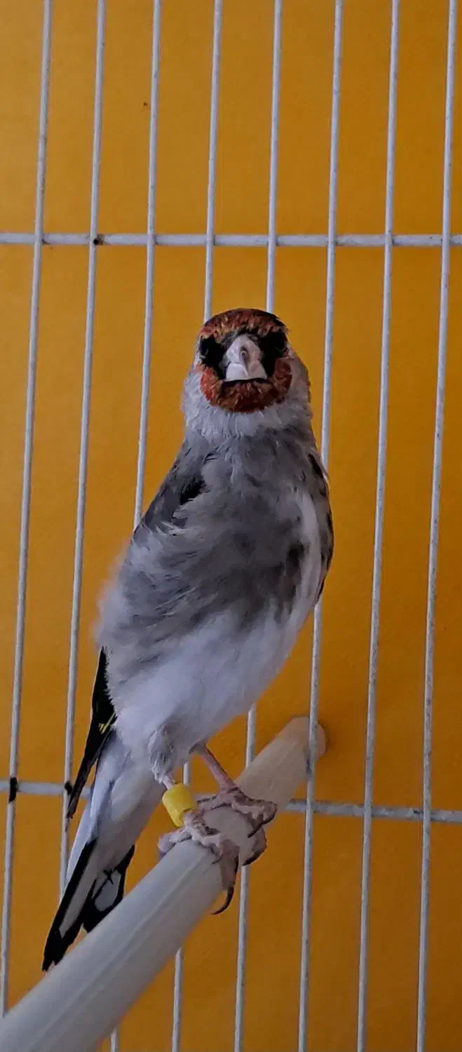 یه عدد سهره ماده خیلی آماده نیمه دستی|پرنده|تربت جام, شیخ احمد جامی|دیوار