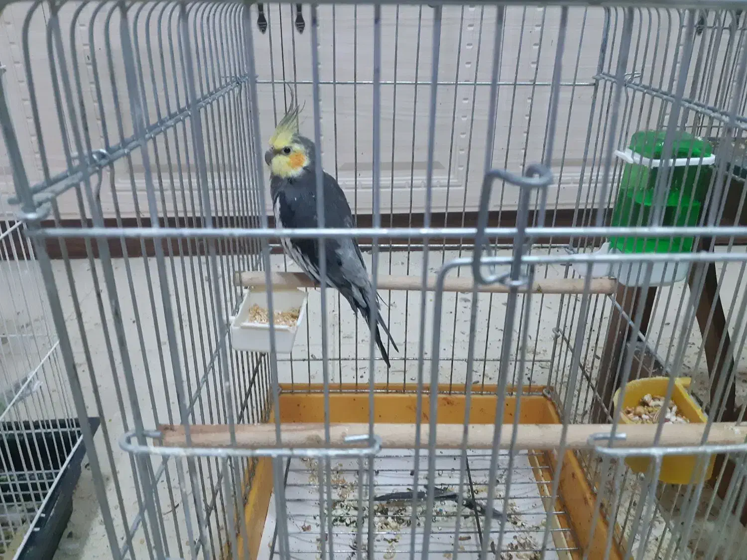 عروس هلندی|پرنده|قم, بنیاد|دیوار