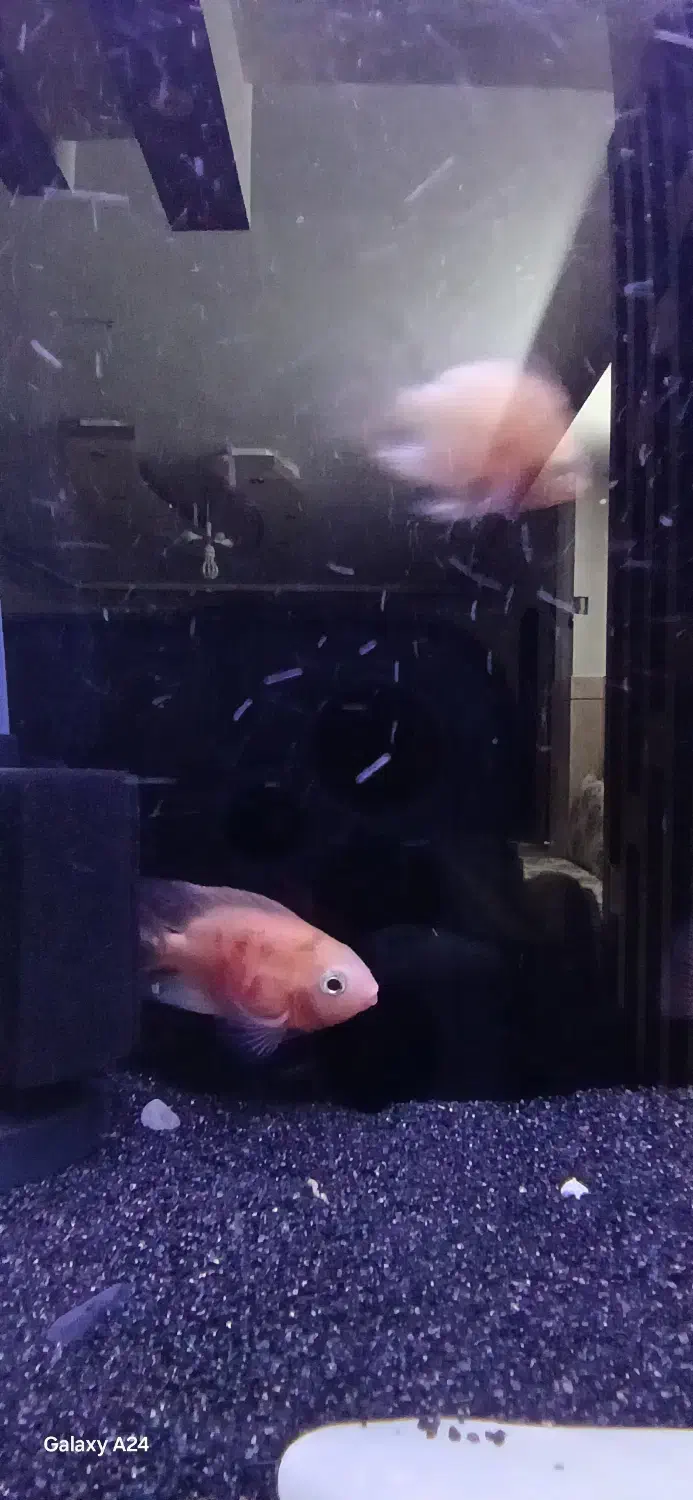 ماهی|ماهی|خمینی‌شهر, |دیوار