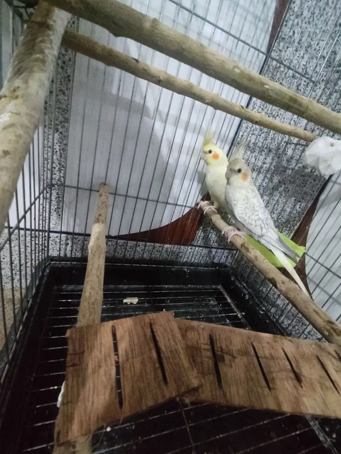 عروس هلندی|پرنده|خواف, |دیوار