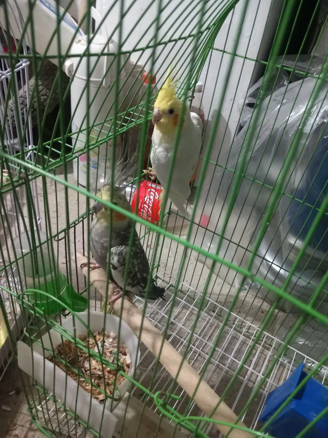 تضمینی عروس هلندی با سه تا|پرنده|سلماس, |دیوار