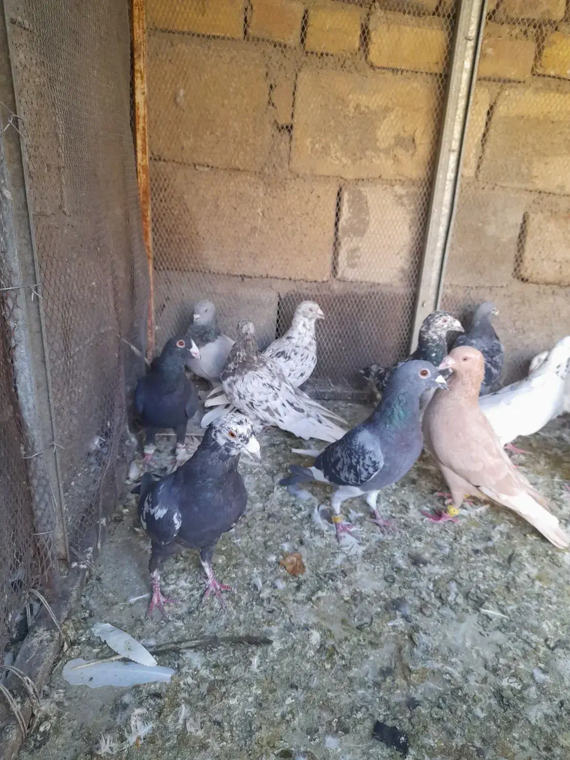 کبوتر پلاکی دسته|پرنده|شیراز, قلعه نو|دیوار