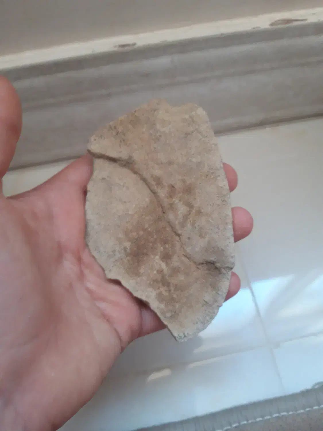 سنک فسیل گیاه|کلکسیون و سرگرمی|فیروزکوه, |دیوار