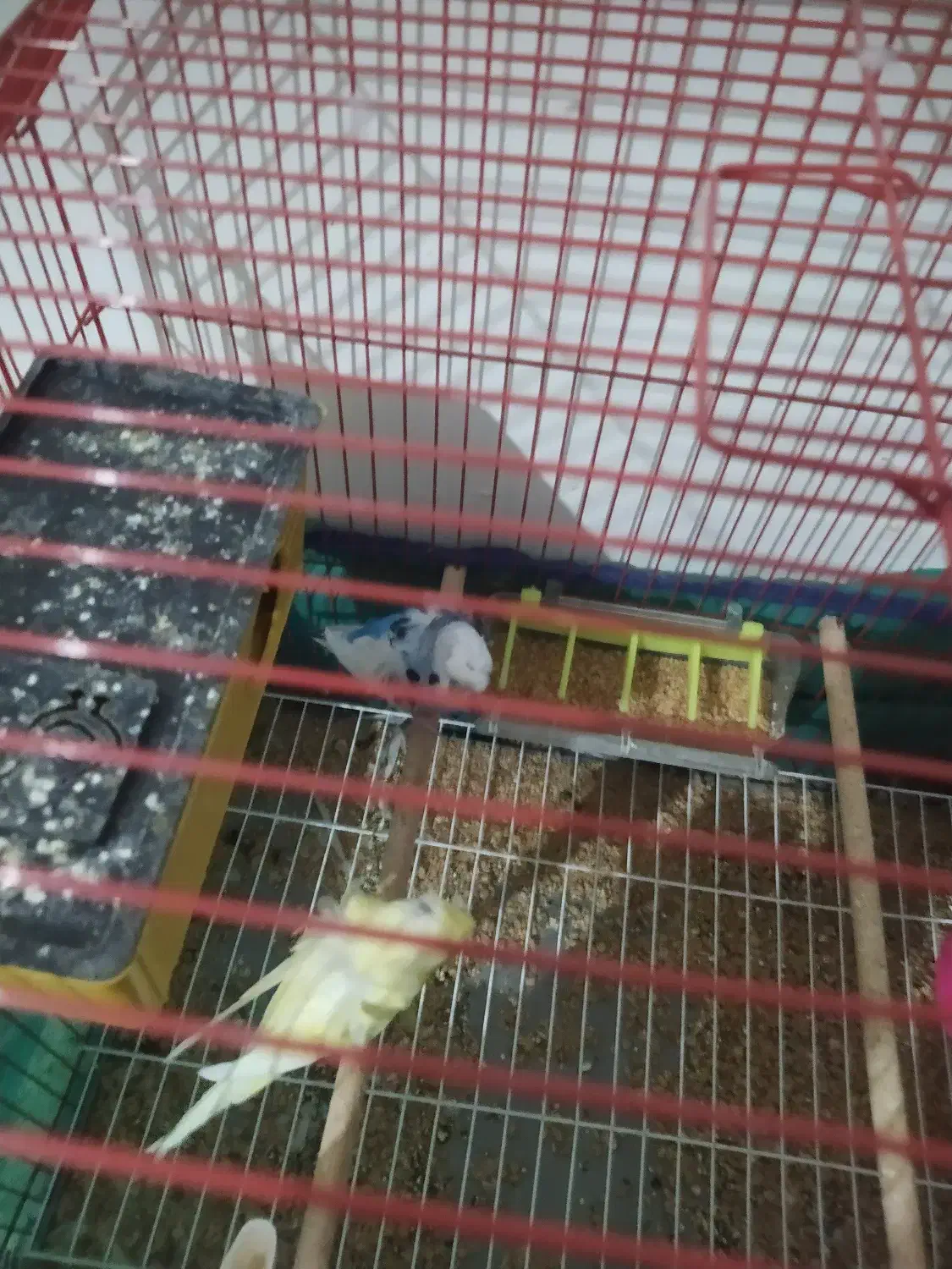 مرغ عشق پروانه ای|پرنده|اهواز, کوروش|دیوار