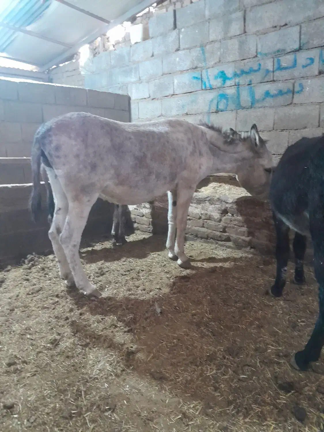 الاغ خر گله ای وباری|حیوانات مزرعه|شازند, |دیوار