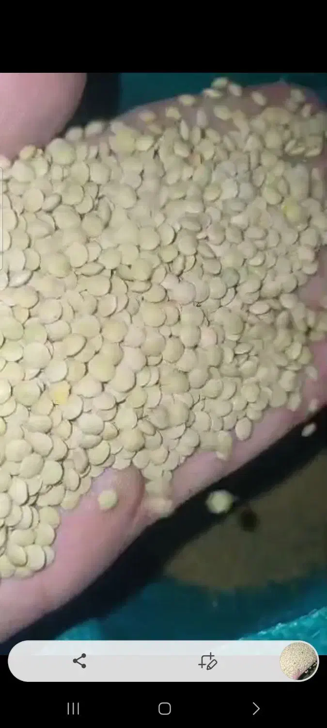 عدس ریز تازه روسی|خوردنی و آشامیدنی|رشت, پارک شهر|دیوار