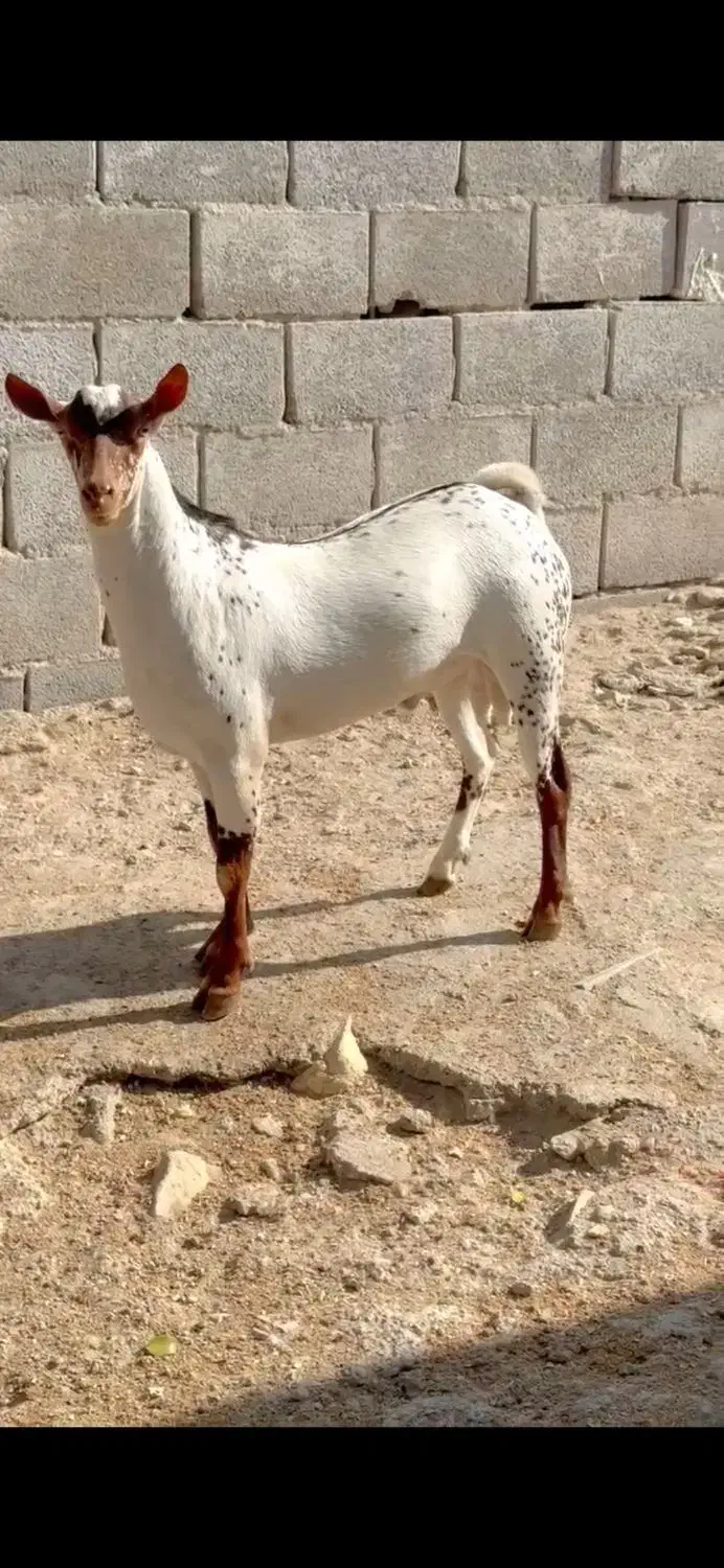 گل توپی|حیوانات مزرعه|قم, بلوار امین و ساحلی|دیوار