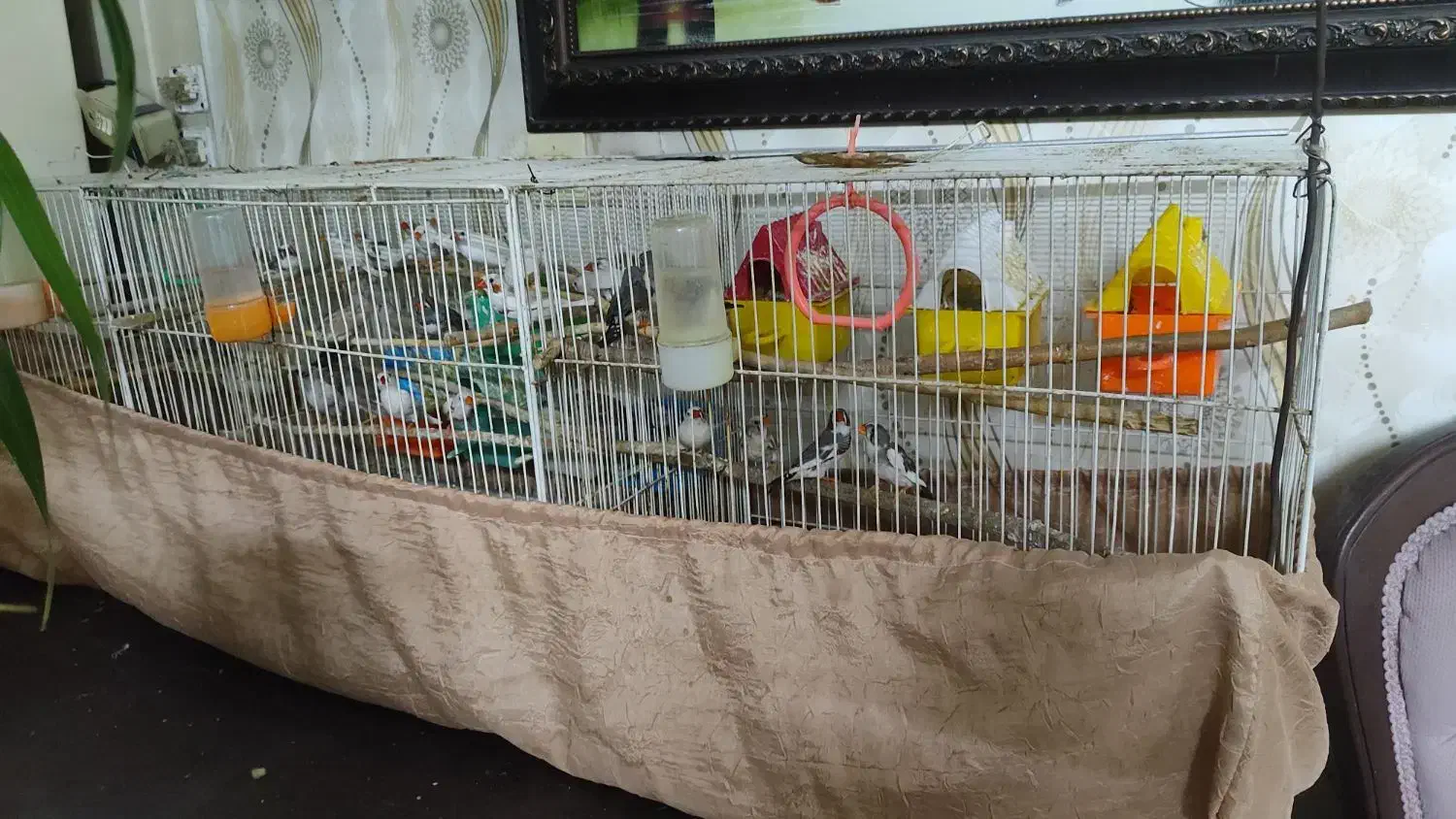 فنچ|پرنده|مشهد, زیبا شهر|دیوار