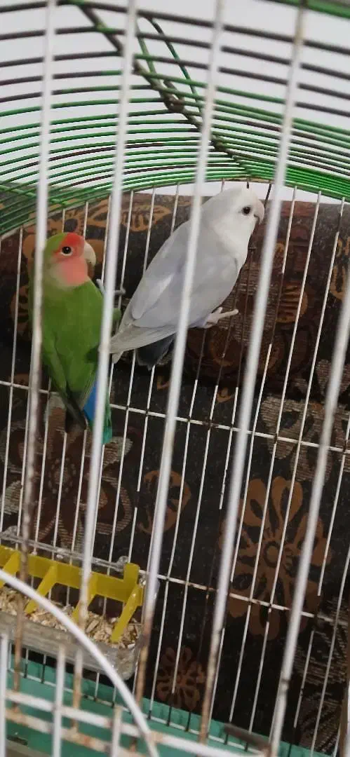 طوطی برزیلی|پرنده|قائم‌شهر, |دیوار