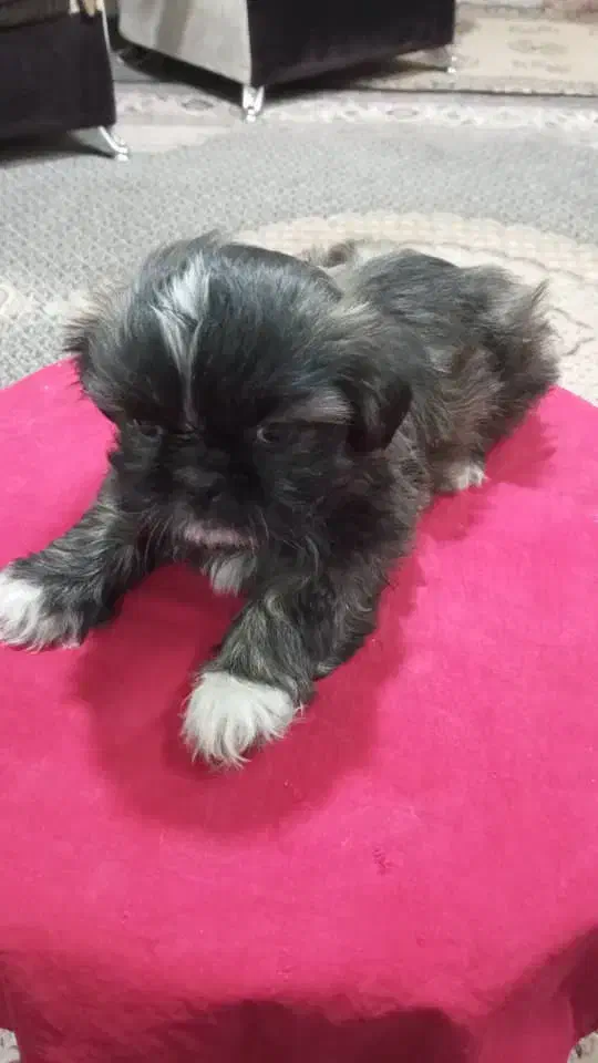 توله شیتزو فلت مینیاتوری اصل|سگ|پرند, فاز ۲|دیوار