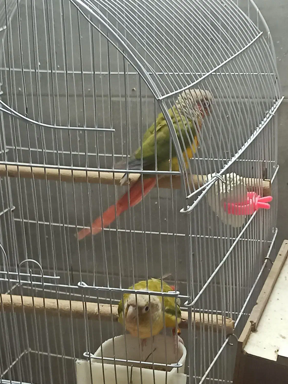 جفت طوطی گرینچیک مولد|پرنده|اصفهان, شمس آباد|دیوار