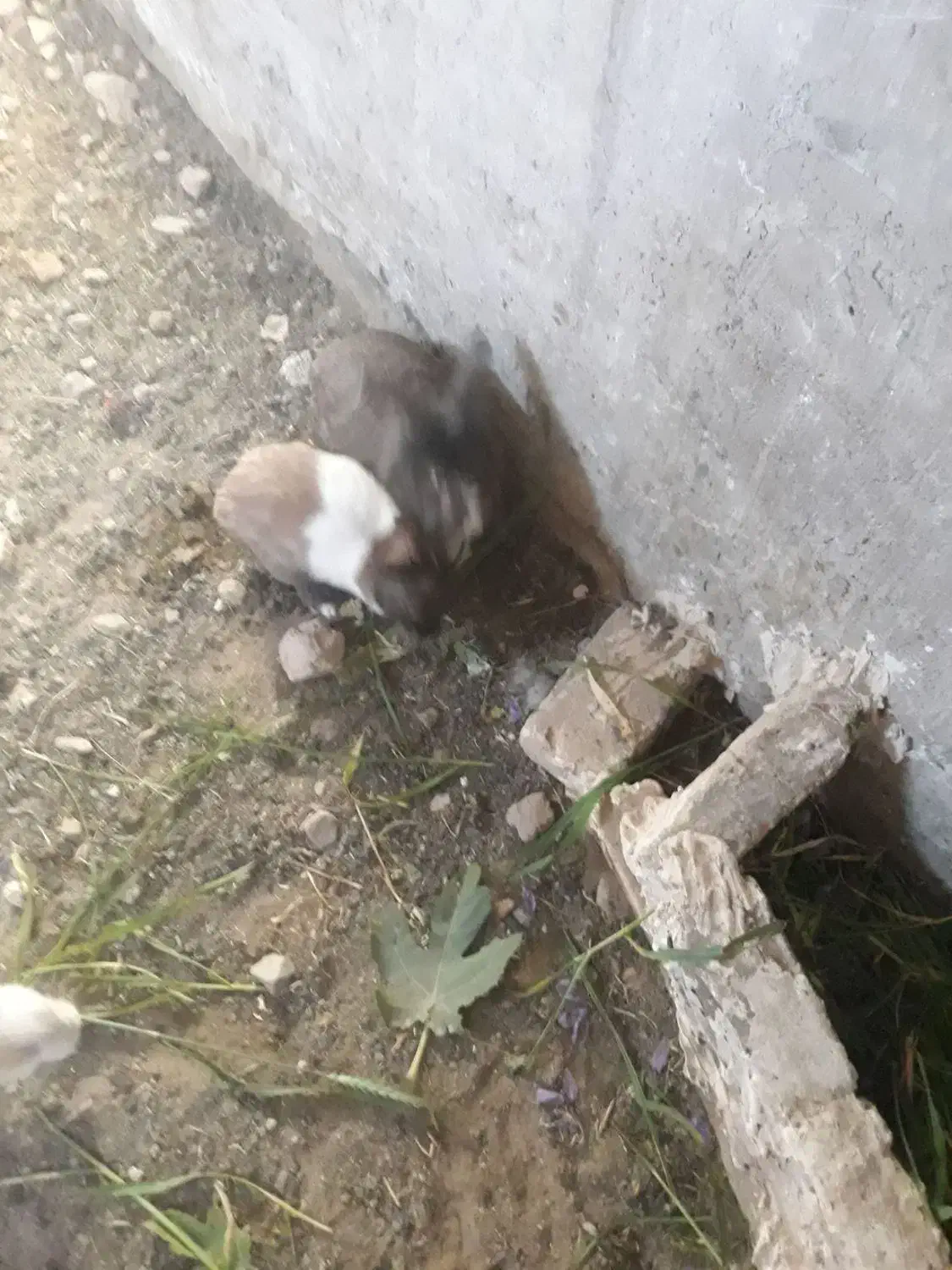 خرگوش لپی و معمولی برای فروش|موش و خرگوش|سلامی, |دیوار