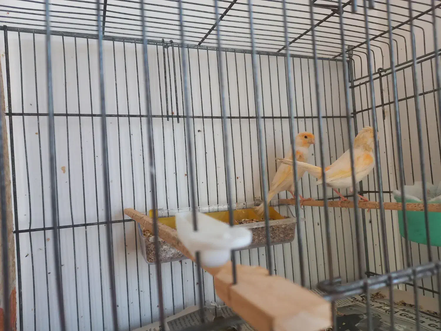 جفت موزایکی|پرنده|نوشین شهر, |دیوار