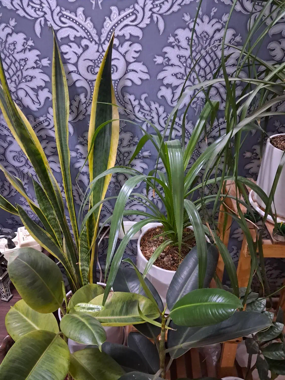 گل طبیعی|گل و گیاه طبیعی|مشهد, شهرآرا|دیوار