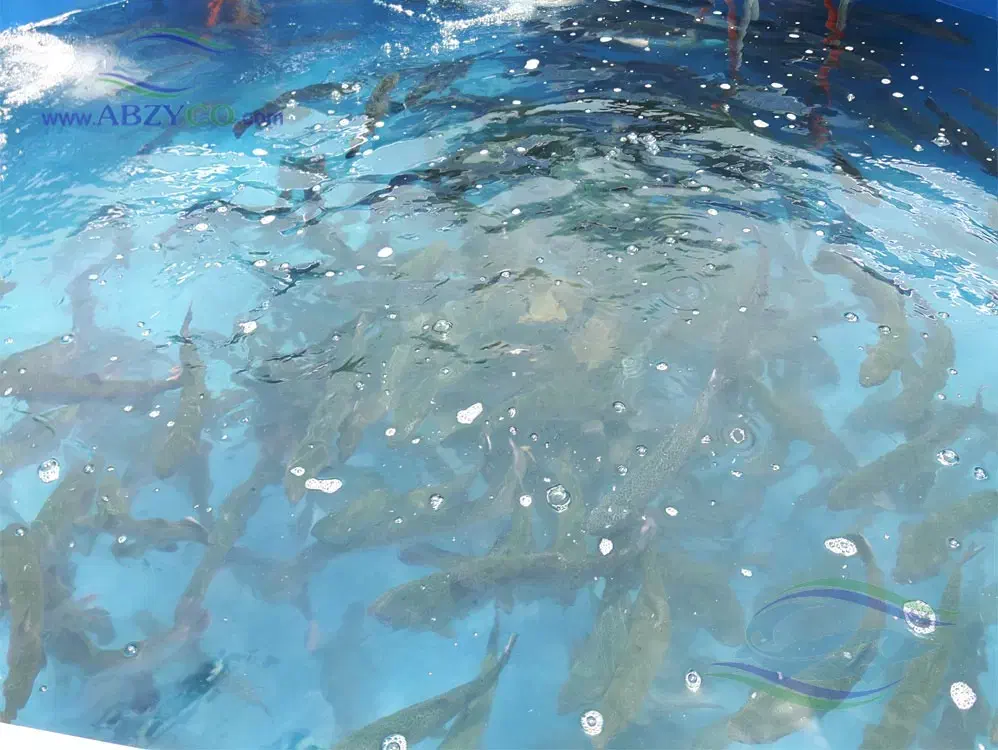 استخدام آقا ماهی سرا (بهمراه خانه)|استخدام سرایداری و نظافت|تولم شهر, |دیوار