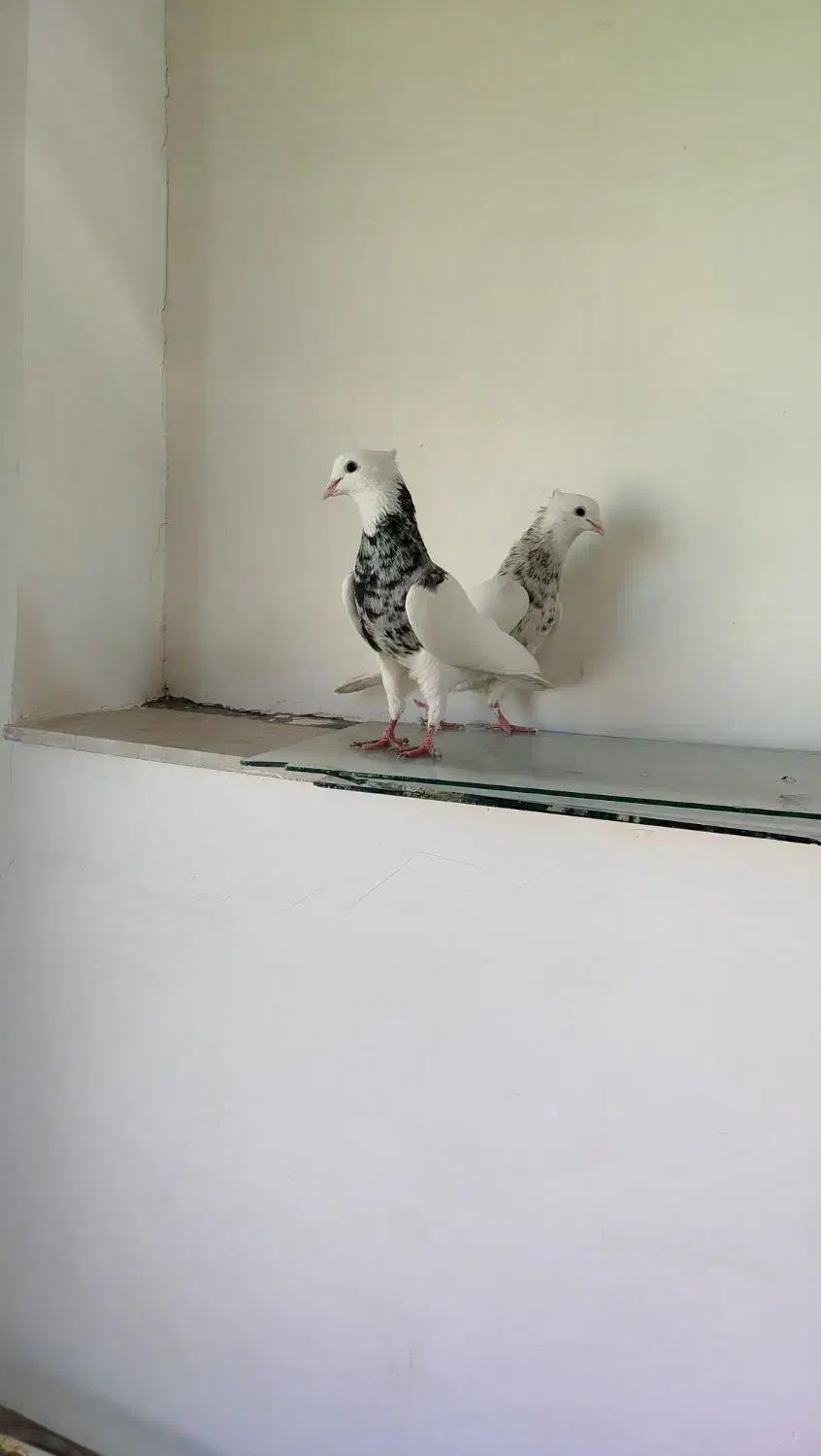 نرو ماده طوقی بسیار عالی|پرنده|ابهر, |دیوار