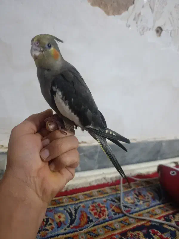 جوجه عروس|پرنده|اشتهارد, |دیوار