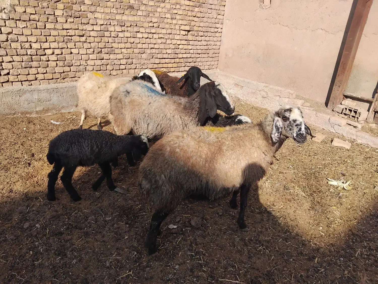 گوسفند ابستن|حیوانات مزرعه|دشتابی, |دیوار