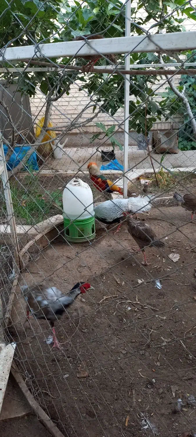 پرنده زینتی|پرنده|بیرجند, |دیوار