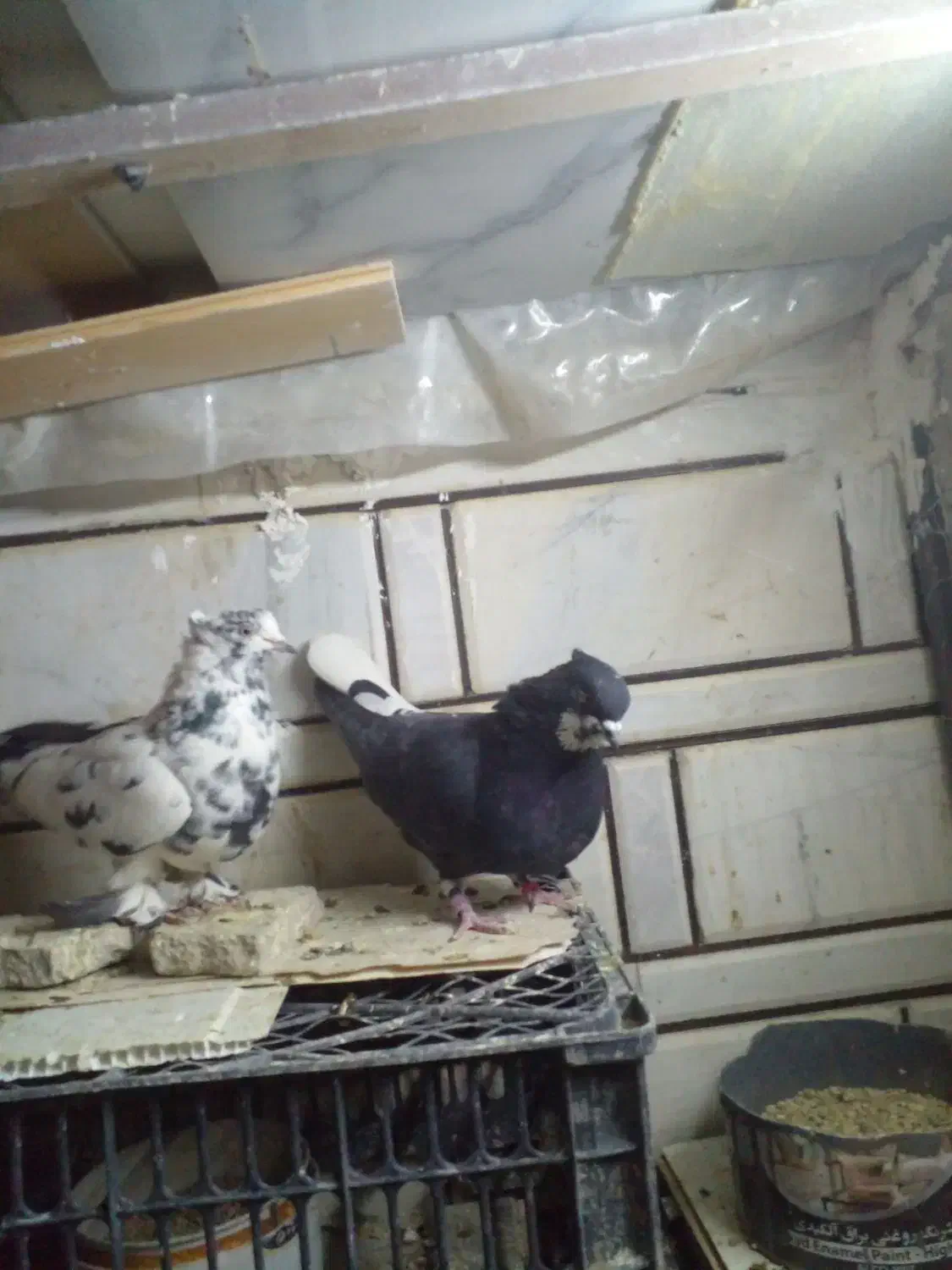 کبوتر نرو ماده|پرنده|ازنا, |دیوار