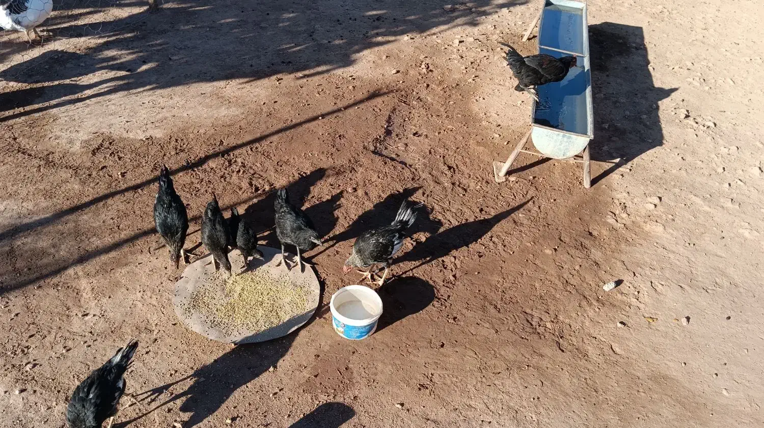 جوجه مرغ و خروس دانه ای ۲۰۰ و ۳۰۰|حیوانات مزرعه|حمیل, |دیوار