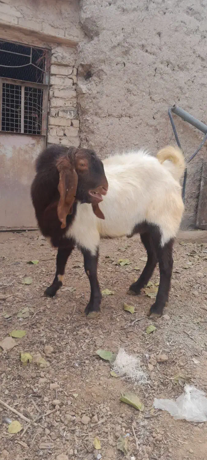 نر بز یک سال|حیوانات مزرعه|خنداب, |دیوار