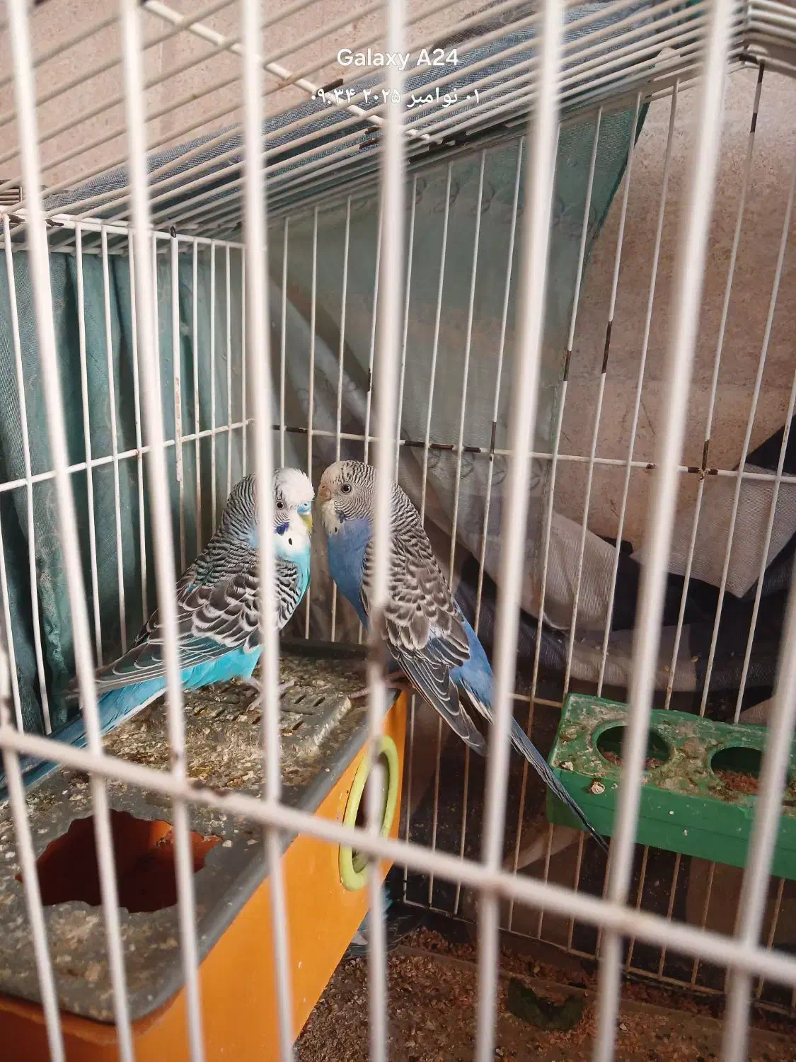 مرغ عشق|پرنده|مشگین شهر, |دیوار