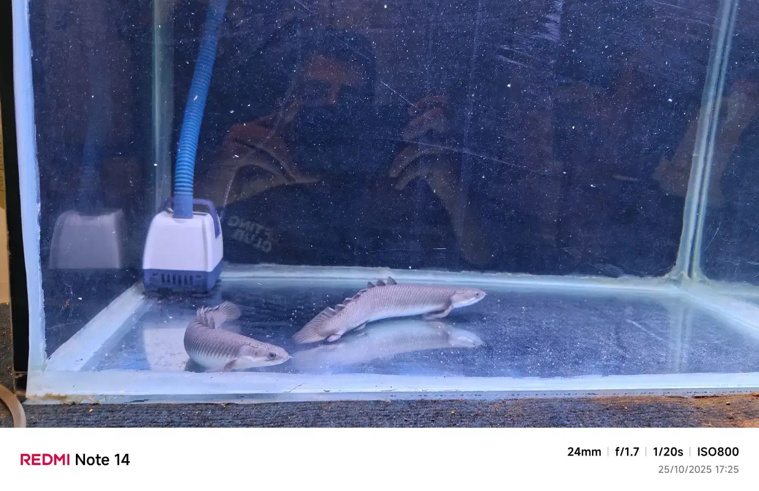 ماهی پولی|ماهی|مریوان, |دیوار