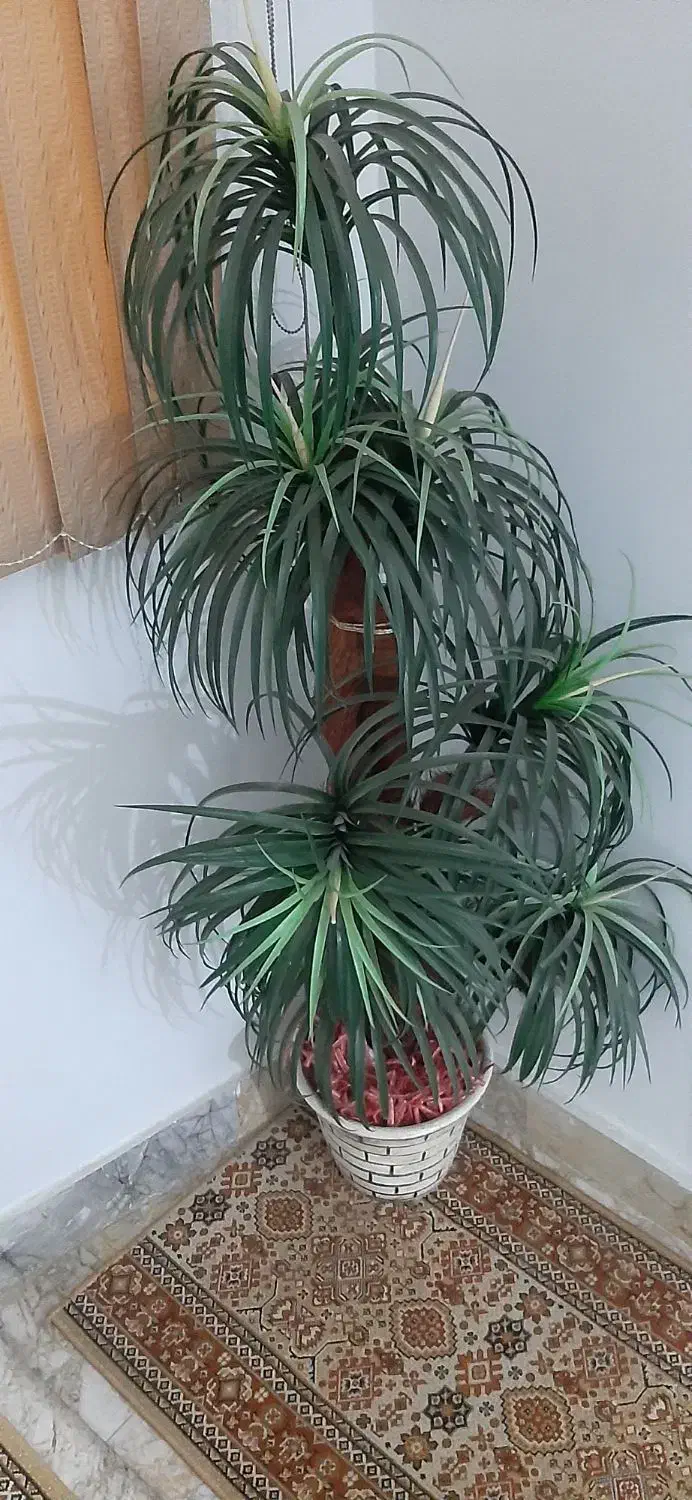 نخل|گل مصنوعی|مشهد, نوید|دیوار